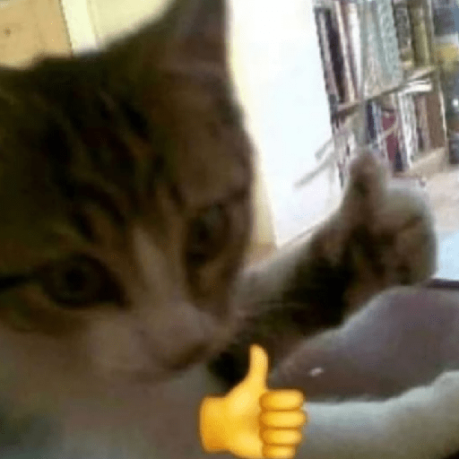 Memes de gatos 5 25