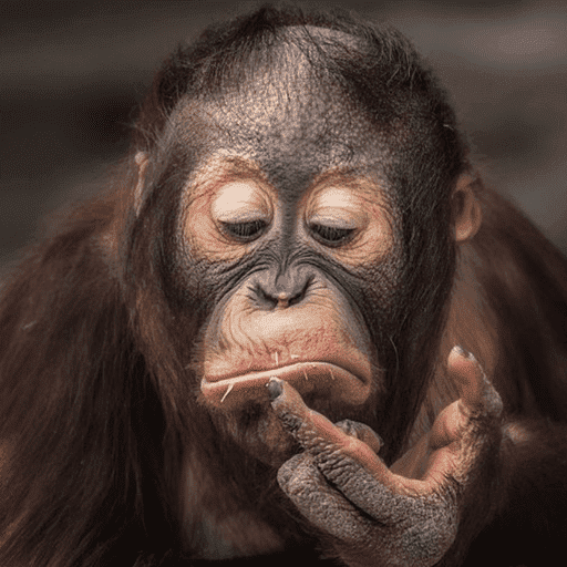 Macaco 1