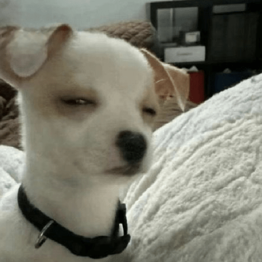Perritos 🤭 2