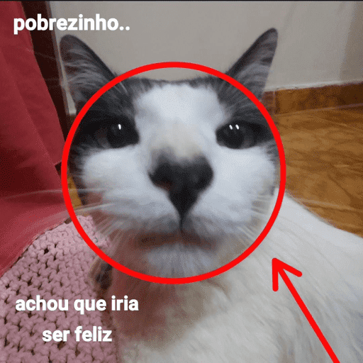 Cats 10 18