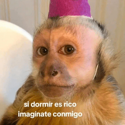 Monos 😹 4