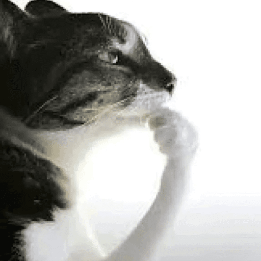 Cats 10 23