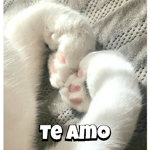 Gatitos mood 💕 7