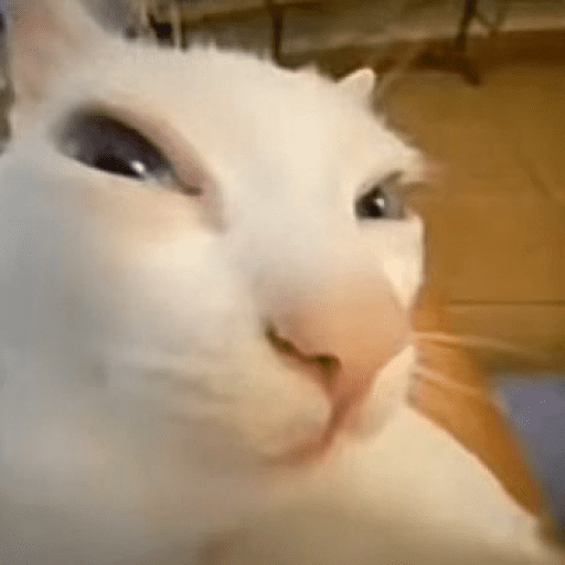 Cats 10 24