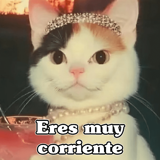 🧿Memes Variados16 😎 12