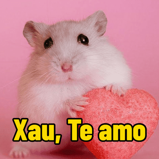 Gatos 13