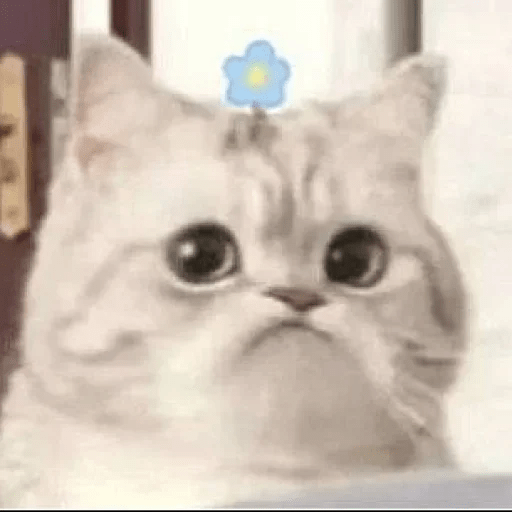 😻 Amor gatuno 💗🥰 16