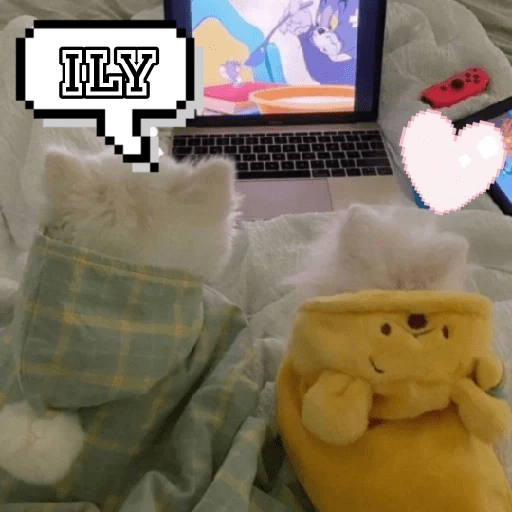 😻 Amor gatuno 💗🥰 18