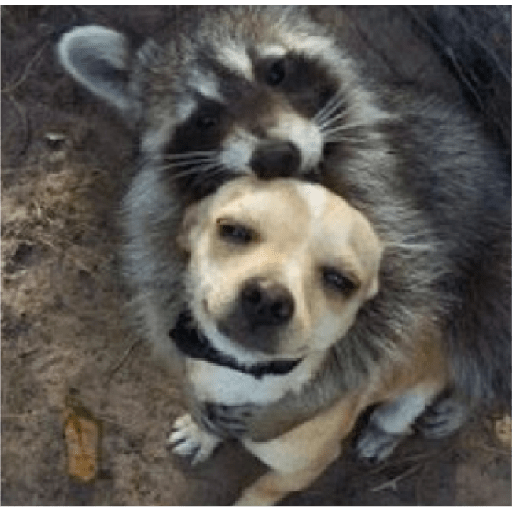 Animais 22