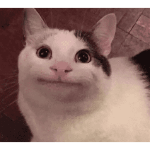Gatos 5
