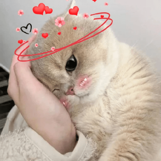 😻 Amor gatuno 💗🥰 15