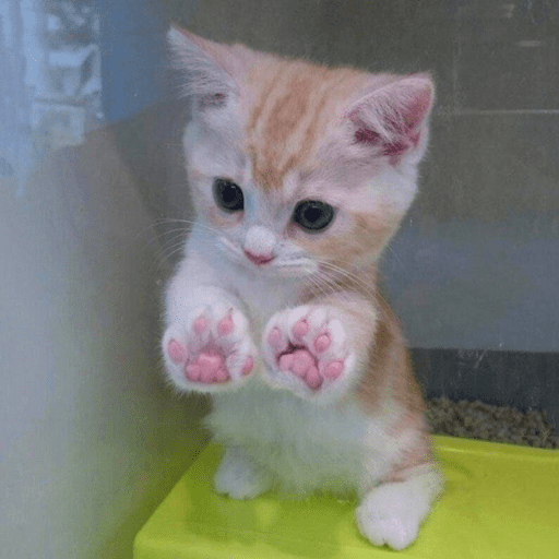 ⌗gatitos  5