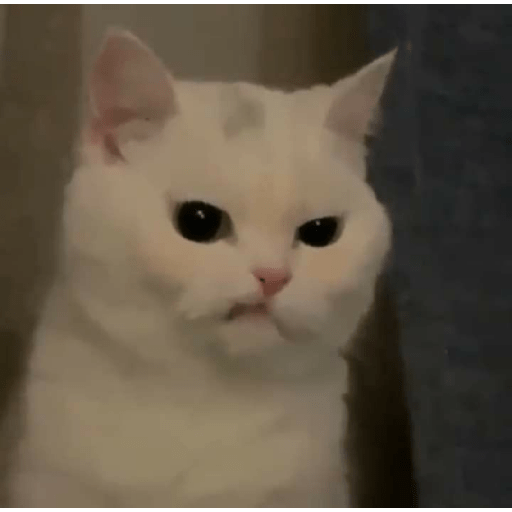 Meme kucing 9