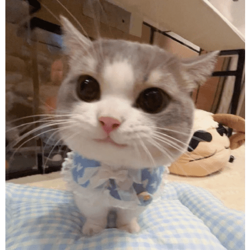 Lucu 16