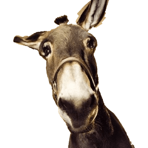 Burro 1
