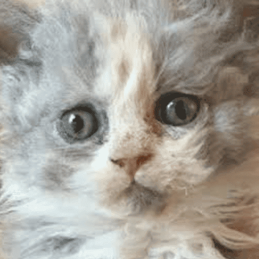 Gatos 9