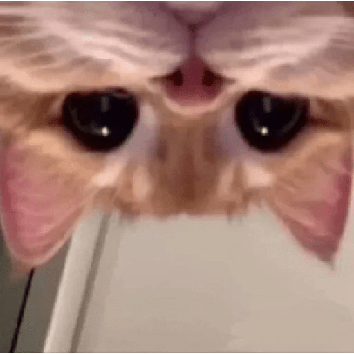 😻 Amor gatuno 💗🥰 24