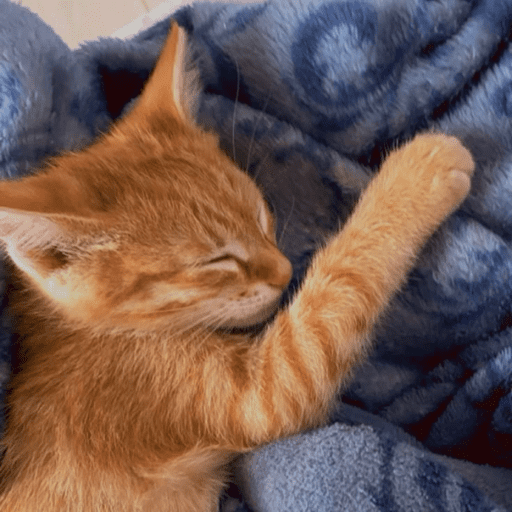 ⌗gatitos  3