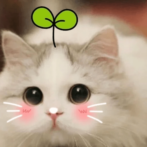 😻 Amor gatuno 💗🥰 17