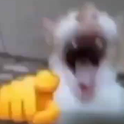 Kucing 1 17
