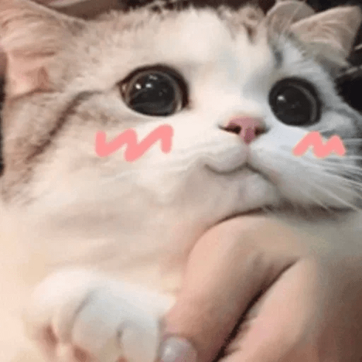 😻 Amor gatuno 💗🥰 25
