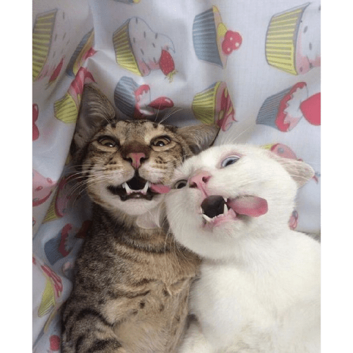 Meme kucing 4