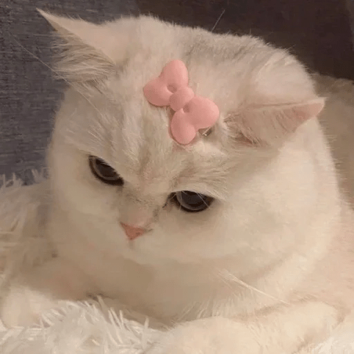 😻 Amor gatuno 💗🥰 22