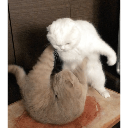 Meme kucing 6