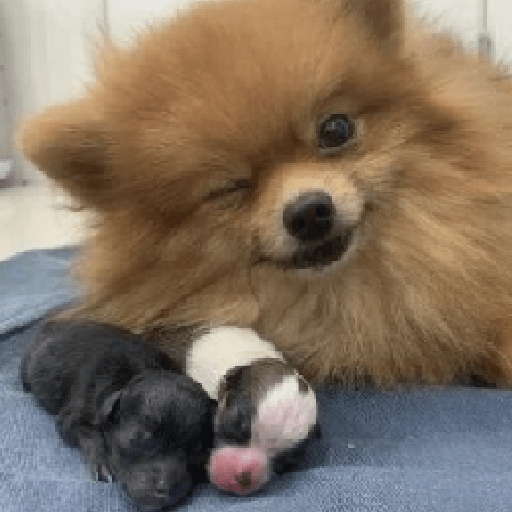 Animais 19