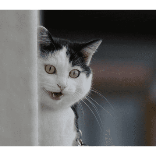 Gatos 6