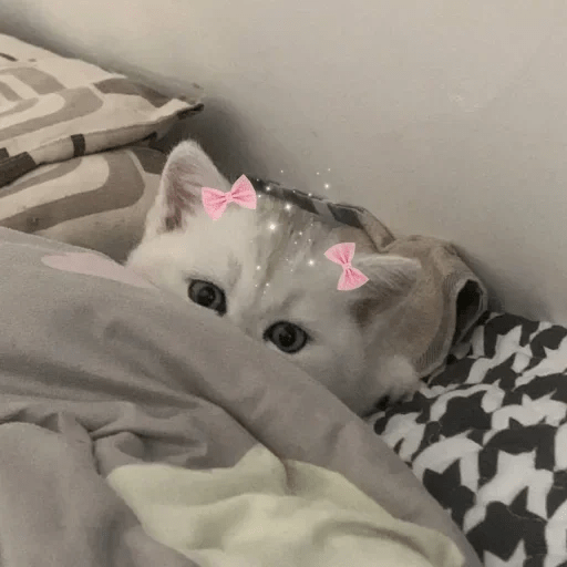 😻 Amor gatuno 💗🥰 21