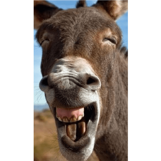 Burro 4