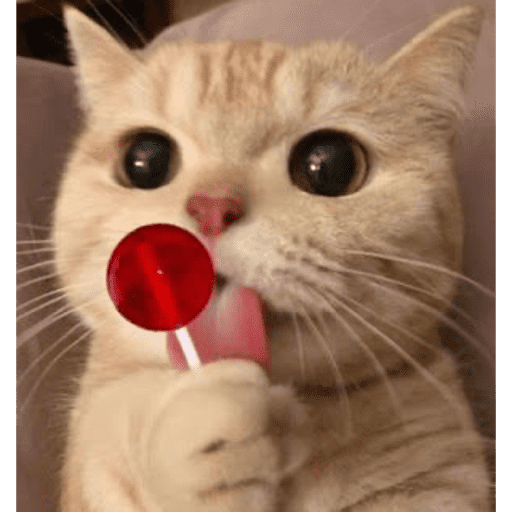 Gatos 8