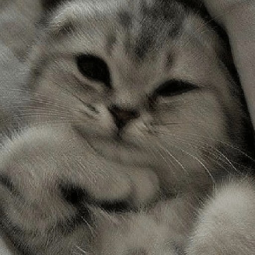 Animais 14