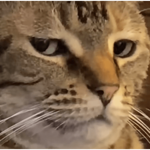 Kucing 1 9