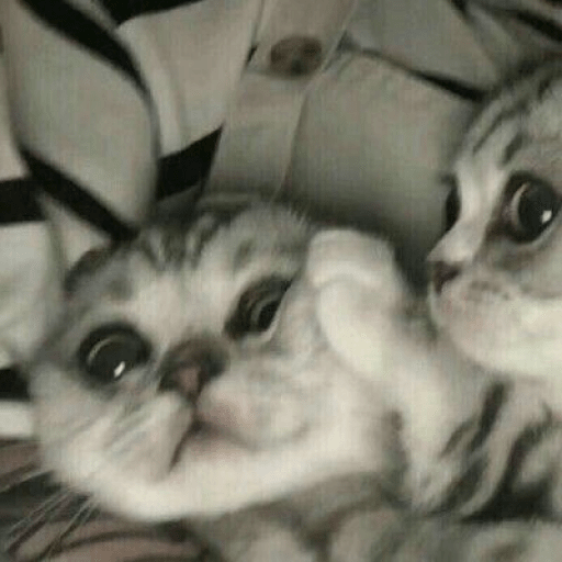 Meme kucing 7