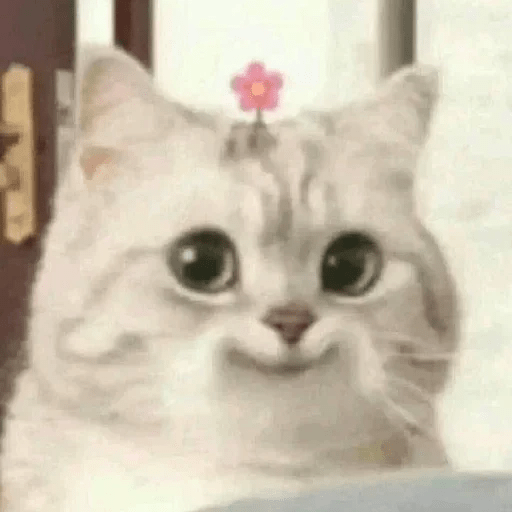 😻 Amor gatuno 💗🥰 27