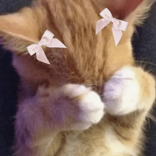 😻 Amor gatuno 💗🥰 26