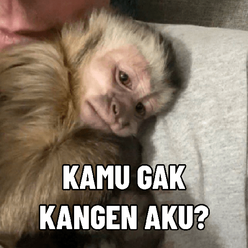 Monyet 4