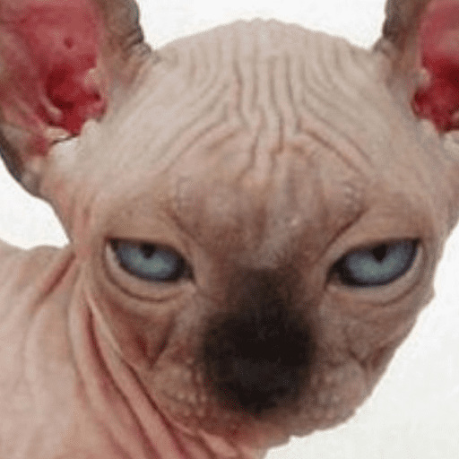 Gatos 7