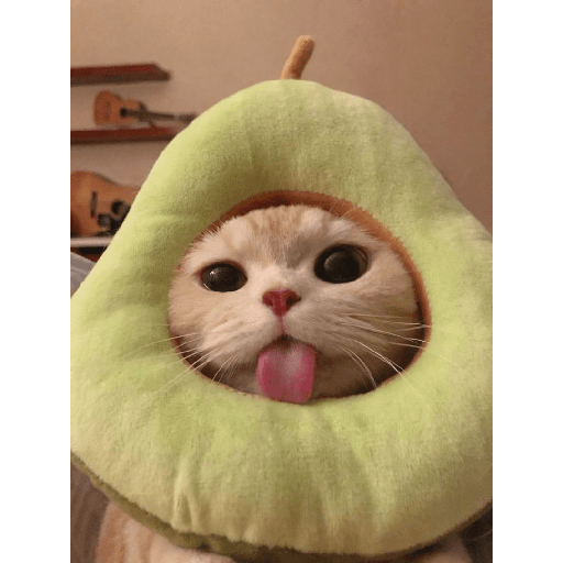 Meme kucing 1