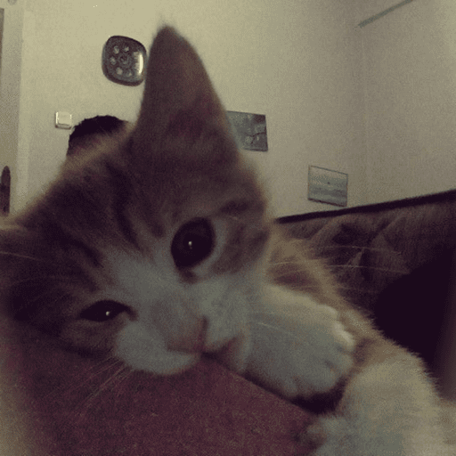 ⌗gatitos  1