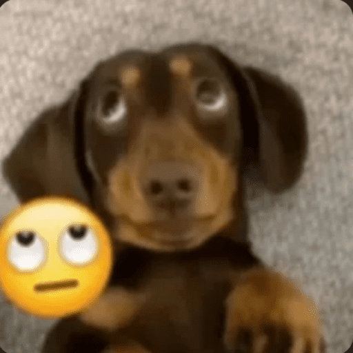 Animais 28