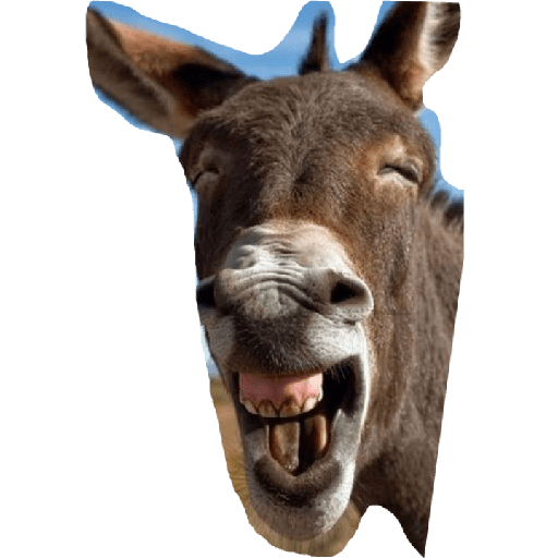 Burro 2