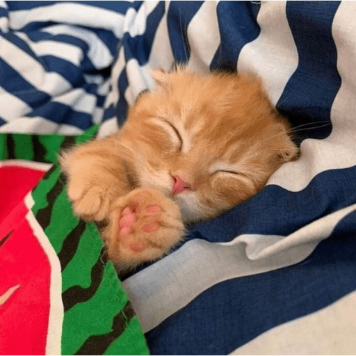 ⌗gatitos  2