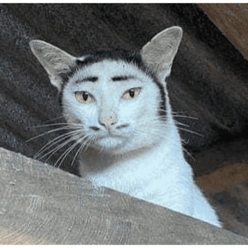 Gatos 4