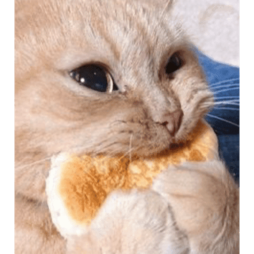 Gatos 3