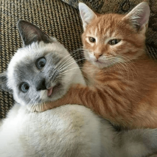 Meme kucing 5