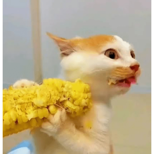 Gatos 10