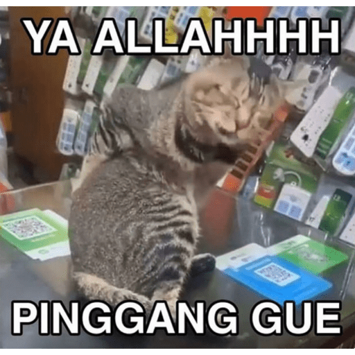 Kucing 1 19